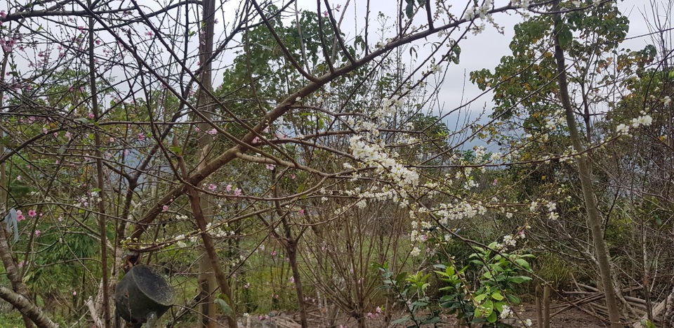 Độc đáo đào ghép mận cho ra hoa rất đẹp ở miền Tây xứ Nghệ - 4 Độc đáo đào ghép mận cho ra hoa rất đẹp ở miền Tây xứ Nghệ - 4