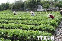 Năm bệnh nhân bị ngộ độc do ăn rau vừa phun thuốc trừ cỏ