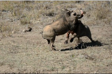 Cận cảnh trận chiến kinh hoàng  giữa hai con lợn rừng