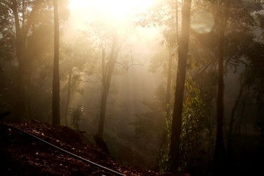 Khám phá khu rừng hàng ngàn “cụ” pơmu cổ thụ trên đỉnh Trường Sơn