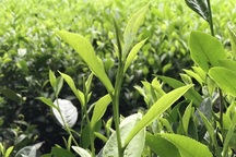 Cận Trung thu, giới nhà giàu Việt chi 5 triệu đồng mua 1 cân trà đinh