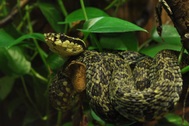 Loài rắn có hoa văn sặc sỡ và đẹp mắt nhưng mang nọc độc chết người