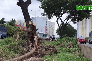 Gió lốc quật ngã hàng loạt cây xanh, đổ đè nhiều ô tô ở TPHCM