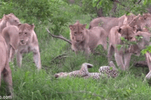 Báo hoa mai lọt vào vòng vây của 12 con sư tử và cái kết bi đát