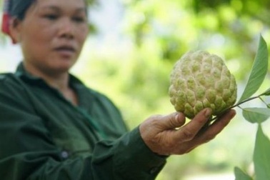 Trồng na sạch trên núi Mặt Quỷ, lái Trung Quốc vào tận nơi lùng mua