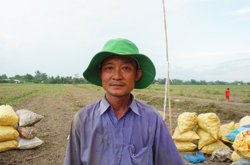 Khoai lang Vĩnh Long hết ế lại rơi vào tình trạng thiếu nhân công thu hoạch - 3 Khoai lang Vĩnh Long hết ế lại rơi vào tình trạng thiếu nhân công thu hoạch - 3