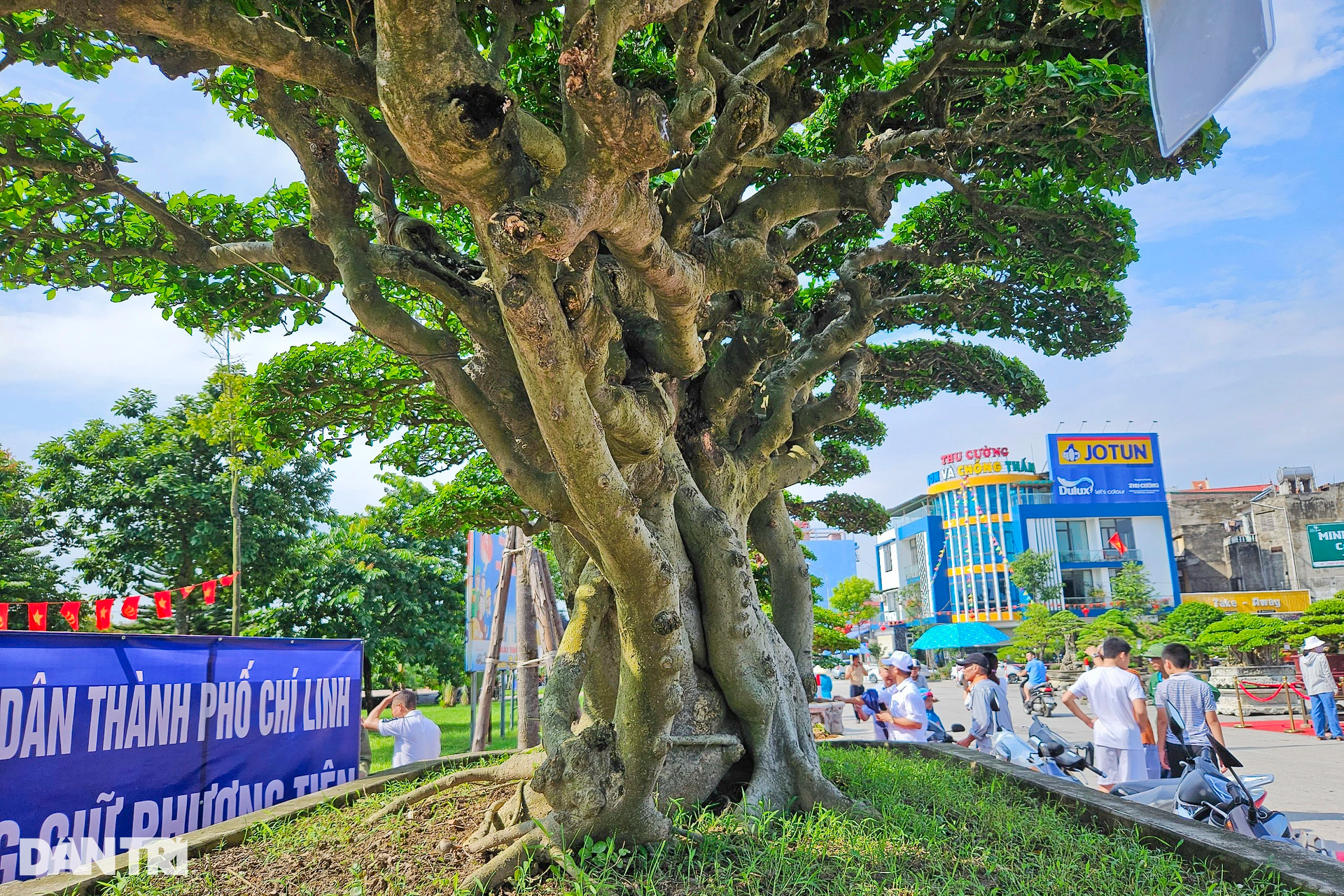 Cận cảnh cây duối tiền tỷ tại Festival Chí Linh - Hải Dương năm 2023 - 9