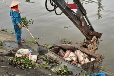 Công nhân môi trường "căng mình" vớt cá chết ở Hải Dương