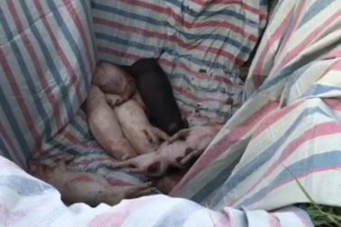 Dịch tả lợn châu Phi lần đầu "tấn công" vào Hà Tĩnh, tái xuất hiện ở Huế