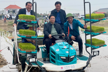 Thủ tướng xuống đồng cấy lúa, thu hoạch cà rốt cùng nông dân