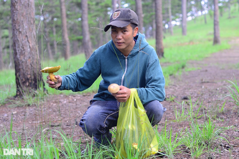 Ngón nghề né nấm độc, tìm đặc sản trong rừng thông Đà Lạt - 2
