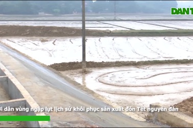 Người dân vùng ngập lụt lịch sử khôi phục sản xuất đón Tết