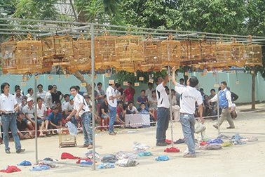 Hơn 500 chú chim chào mào tham gia Hội thi chim