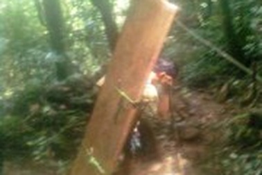 Gia hạn đình chỉ công tác thêm 30 ngày cho 2 cán bộ kiểm lâm “móc tay” với lâm tặc