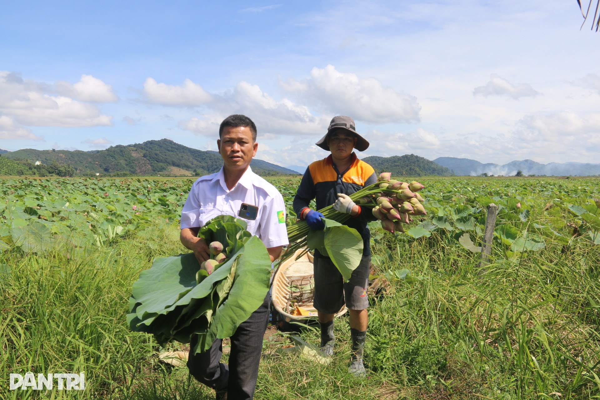 Sen nở kín trên đầm nước được hình thành từ khoảng 300.000 năm trước - 15 Sen nở kín trên đầm nước được hình thành từ khoảng 300.000 năm trước - 15
