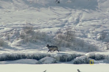 Xem đàn sói phối hợp rượt đuổi con mồi giữa tuyết trắng