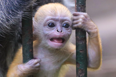 Gia đình voọc bạc sinh con màu vàng cam gây sốt tại Thảo Cầm Viên