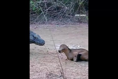 Rồng Komodo nuốt trọn dê non trong chớp mắt