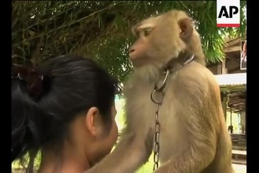 Chú khỉ giúp chủ hái 1000 quả dừa mỗi ngày