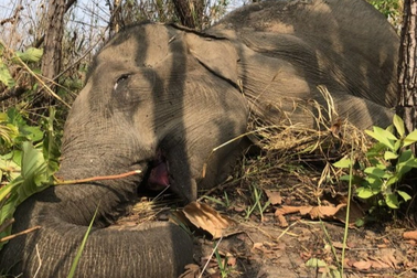 Voi cái 49 tuổi ở Đắk Lắk chết vì suy nhược