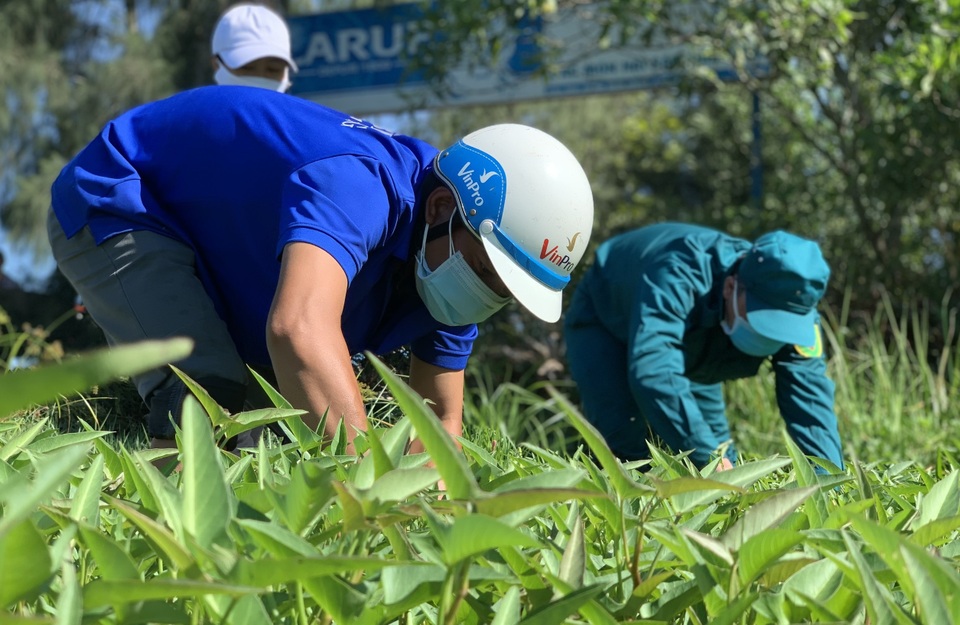 Quảng Ngãi: Áo xanh lội ruộng tìm thức ăn cho vật nuôi khu cách ly - 4 Quảng Ngãi: Áo xanh lội ruộng tìm thức ăn cho vật nuôi khu cách ly - 4