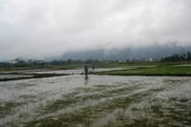 Hàng trăm ha lúa chết rét, nông dân điêu đứng