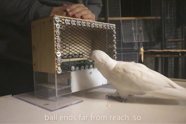 Choáng váng trước khả năng chơi golf thuần thục của vẹt