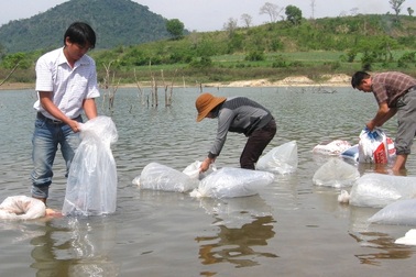 Thả 13 ngàn con cá giống tái tạo nguồn lợi thủy sản