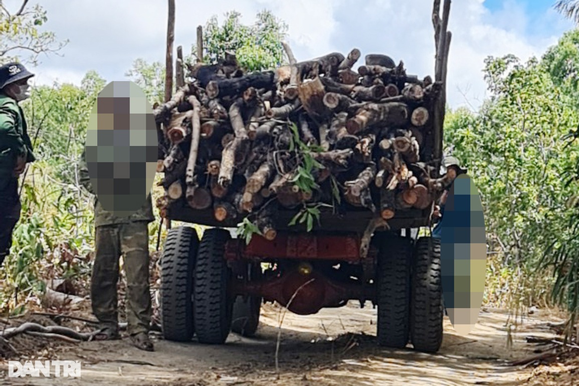 Lâm tặc mở công trường khai thác gỗ, dân đi sau cạo trọc rừng - 4 Lâm tặc mở công trường khai thác gỗ, dân đi sau cạo trọc rừng - 4
