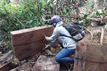 Đắk Lắk chỉ đạo điều tra, xử lý vụ phá rừng pơmu