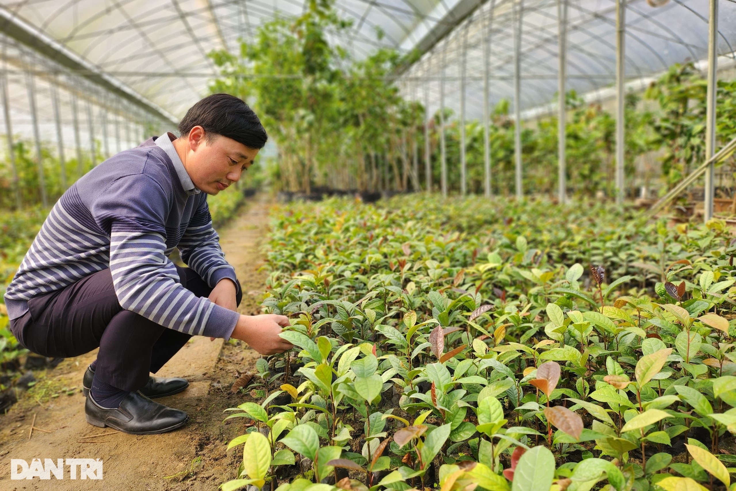 Kỹ sư bỏ phố về rừng trồng loại cây hái hoa bán giá chục triệu đồng/kg - 2 Kỹ sư bỏ phố về rừng trồng loại cây hái hoa bán giá chục triệu đồng/kg - 2