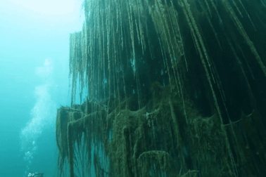 Hồ nước bí ẩn với “hiện tượng siêu thực” về loài cây mọc ngược dưới đáy