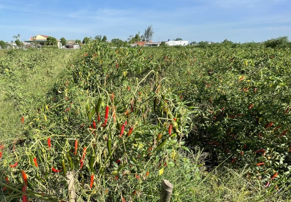Ớt chín đỏ đồng, nông dân cay mắt chờ thương lái - 2 Ớt chín đỏ đồng, nông dân cay mắt chờ thương lái - 2