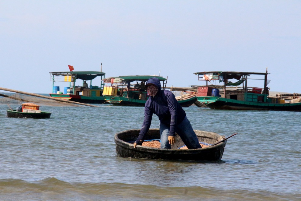 Ngư dân trúng mùa ruốc, thu tiền triệu mỗi ngày - 3 Ngư dân trúng mùa ruốc, thu tiền triệu mỗi ngày - 3
