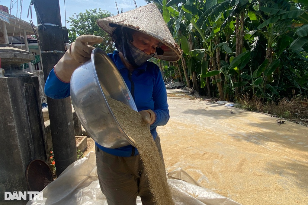 Nông dân Huế phấn khởi vì loại ngũ cốc “vàng”