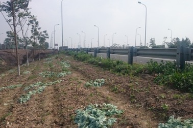 Giải tỏa “trang trại” trên dải phân cách đại lộ Thăng Long 