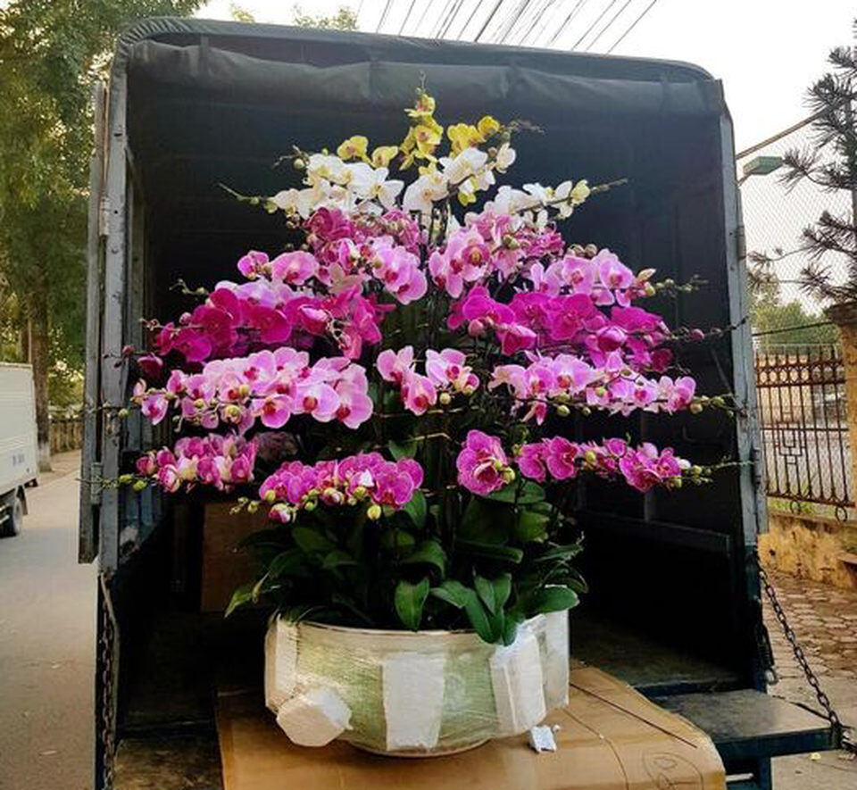 Mất ngủ vì nhập nửa tỷ tiền hoa, tính chuyện xả hàng Tết sớm - 7 Mất ngủ vì nhập nửa tỷ tiền hoa, tính chuyện xả hàng Tết sớm - 7