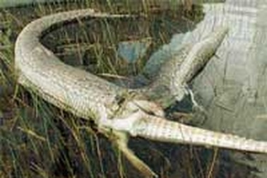 Mãng xà nổ bụng vì xơi... cá sấu