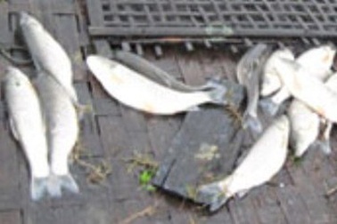 Cá chết trắng sông Lam