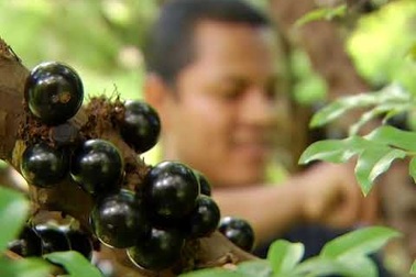 Giống nho kỳ lạ, quả mọc chi chít từ gốc tới ngọn
