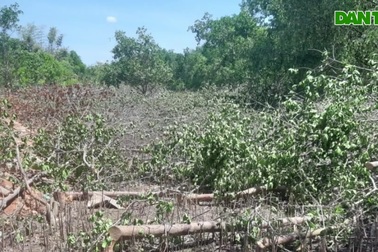 Người dân tự ý cắt hạ cây chống ngập mặn!