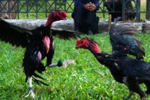 Lập 21 tài khoản mạng xã hội để lừa đảo bán gà chọi, chim cảnh