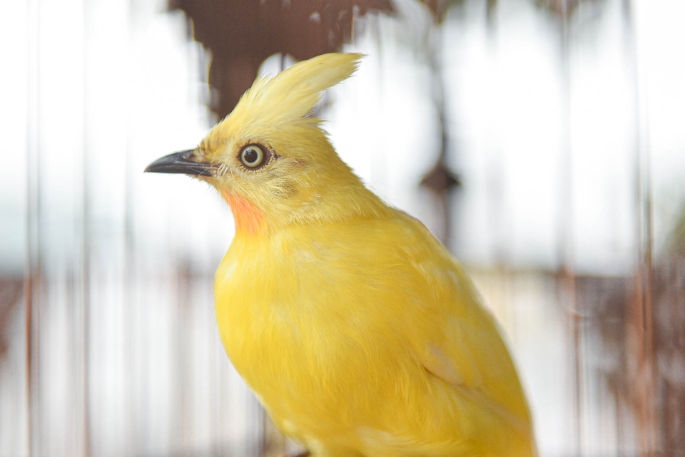 Săn lùng hoàng mào chơi Tết, đại gia thuê hẳn xe riêng đón chim quý về nhà - 4