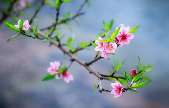 Ob Regen oder Sonnenschein, Pfirsichblüten blühen auch im Frühling - 1 Thời tiết dù nắng hay mưa, hoa đào vẫn nở khi mùa xuân về - 1