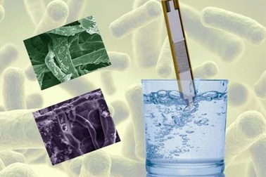 Que thử bằng giấy tẩm đường tiêu diệt E. coli trong nước uống