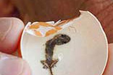 Chuyện thật như bịa: Trứng gà nở ra tắc kè