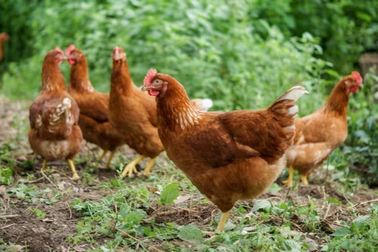 100 con gà hoang làm cuộc sống người dân trong làng khốn đốn, bị đảo lộn