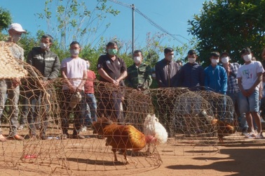 Công an đột kích sới gà "khủng" trong rẫy cà phê