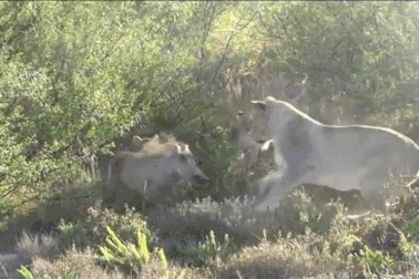Choáng với sức chịu đựng “ghê gớm” của lợn rừng trong vòng vây sư tử