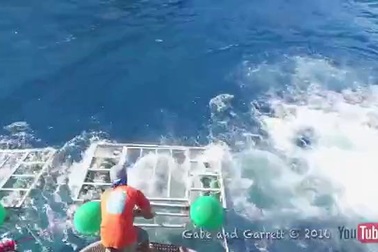 Thợ lặn phát hoảng khi thấy cá mập "nổi điên" lao vào lồng sắt